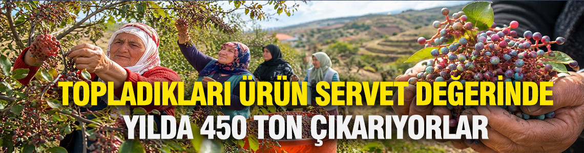 Dağlardan topladıkları çitlembik servet değerinde: Yılda 450 ton çıkarıyorlar
