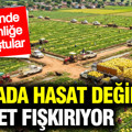 Tarlada hasat değil, servet fışkırıyor: 90 günde zenginliğe kavuştular