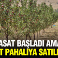 Hasat başladı ama 5 kat pahalıya satılıyor