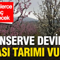 Konserve devinin iflası tarımı vurdu: Yüz binlerce ağaç sökülecek