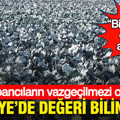 Türkiye’de değeri bilinmiyor: Yabancıların vazgeçilmezi oldu “Bitkisel et” olarak anılıyor