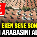 1 yılda meyve veren 3 ağaç türü: Üreticisine kısa vadede yüksek gelir sağlıyor