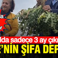 Ege’nin şifa deposu: Yılda sadece 3 ay çıkıyor… Pazarda yok satıyor