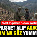 Rüşvet alıp ağaçların katledilmesine göz yumdular