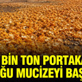 12 bin ton portakal kabuğu mucizeyi başardı