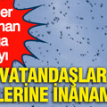 Ender rastlanan doğa olayı: Vatandaşlar gözlerine inanamadı