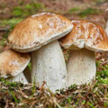 Üreten yaşadı: Bir senede ev ve araba aldıran mantar