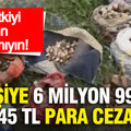 Bu bitkiyi sakın koparmayın: 10 kişiye 6 milyon 992 bin 245 TL para cezası