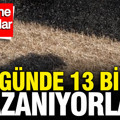 Bir günde 13 bin TL kazanıyorlar: Günde 500 tane taşıyorlar