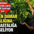 Eskiden her evde vardı, şimdi bulmak zor: Kalpten damar sağlığına her hastalığa iyi geliyor