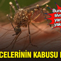 Yaz gecelerinin kabusu bitiyor: Bunu yapınca sivrisinekler yanınıza bile yaklaşmıyor
