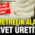 50 metrelik alanda servet üretiyor: Kırmızı altın için mesleğini bıraktı