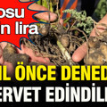 İki yıl önce ilk kez denediler, servet buldular: Kilogramı 15 bin lira