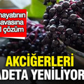 Akciğerleri adeta yeniliyor: Şehir hayatının kirli havasına doğal çözüm