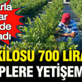 Kilosu 700 lira: Bir tarla kadar arazide başladı, şimdi taleplere yetişemiyor