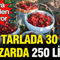 Tarlada 30, pazarda 250 lira: Dünya peşinden koşuyor