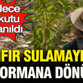Sıfır sulamayla çöl ormana dönüştü: Yalnızca bir kutu kullanıldı