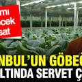 İstanbul’un göbeğinde yer altından servet çıkıyor: Tarımı bitirecek hasat