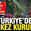 Türkiye'de ilk kez kuruldu: Geceleri 4 saat açıyorlar servet kazanıyorlar