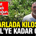 Tarlada kilosu 24 TL’ye kadar çıktı: Hasat başladı, talep yoğun