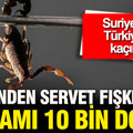 500 gramı 5 milyon dolar: Suriye'den Türkiye'ye geldi ama zehrinden servet fışkırıyor