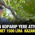 Günde net 1500 TL nakit kazanç elde ediyorlar: Dalından koparıp yere atıyorlar
