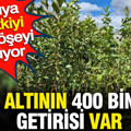 Saksıya bu bitkiyi eken köşeyi dönüyor: Mavi altının 400 bin lira getirisi var