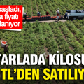 Tarlada 15 TL'den satılıyor… Kavurucu sıcakta hasadı başladı, tezgahta fiyatı ikiye katlanıyor