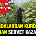 Hurdalardan kurduğu seradan servet kazanıyor: Siparişlere yetişemiyor