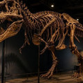 T-rex iskeleti rekor fiyata alıcı buldu