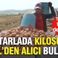 Tarlada 14 TL'den alıcı buluyor.… 130 bin tonluk dev hasat başladı
