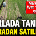Tarlada tanesi 5 lira: Marketlerde fiyatı 10 katı, 700 dekarlık alanda hasat başladı