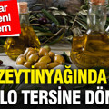 Zeytinyağında tablo tersine döndü: Fiyatlar için yeni dönem