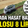 Hasat başladı tarlada kilosu 8 lira, tırlarla Türkiye'nin her yerine dağıtılıyor