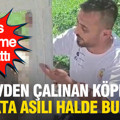 Evden çalınan köpek, asılı halde ölü bulundu: Polis soruşturma başlattı