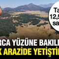 Tanesini 12,5 TL'den satıyorlar: Çorak arazide yetiştirip, hasat ettiler
