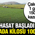 Hasat başladı tarlada 100 lira, 81 ile satıyorlar, çalışanlar bir günde 1500 TL kazanıyor