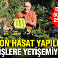 Bir ayda 50 liradan 250 liraya çıktı: Son hasat yapıldı, siparişlere yetişemiyorlar