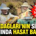 Kazdağları'nın siyah altınında hasat başladı: 5 yıldır dünya birincisi oluyor