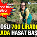 Kilosu 700 liradan tarlada hasat başladı: Tansiyona bile iyi geliyor şifa deposu