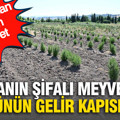 Ormandan gelen servet: Doğanın şifalı meyveleri köylünün gelir kapısı oldu