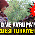 ABD ve Avrupa’nın gözdesi Türkiye’den: Tarihi rekolte rekoru kırıldı