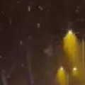 Sakarya'da milyonlarca kelebeğin ölüm dansı
