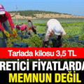 Tarlada kilosu 3,5 TL: Üretici fiyatlardan memnun değil
