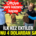 İlk kez ektiler, kilosunu 4 dolardan sattılar: Çiftçiye yeni kazanç kapısı