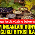 Bilim insanları dünyanın en sağlıklı bitkisi ilan etti: Tezgahlarda yüzüne bakmıyoruz
