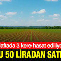Haftada 3 kere hasat ediliyor: Kilosu 50 liradan satılıyor