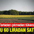 Tarladan çıkmadan tükendi: Kilosu 60 liradan satılıyor
