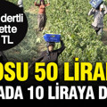 Tarlada hasat başladı: Kilosu 50 liradan 10 liraya düştü, üretici dertli