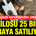 Doğada kendiliğinden yetişiyor: Kilosu 25 bin liraya satılıyor